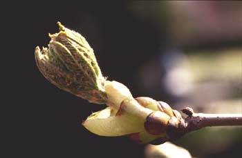 Castaño de Indias - Yema (Aesculus hippocastanum)