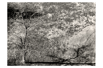 Fotografía artística de un árbol