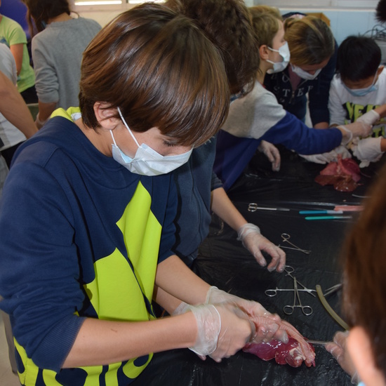 2016_12_02_Diseccion de corazon y pulmones_Sexto 21