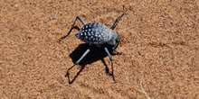 Escarabajo bronceado, Namibia