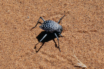 Escarabajo bronceado, Namibia