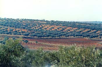 Olivo - Olivar (Olea europaea)