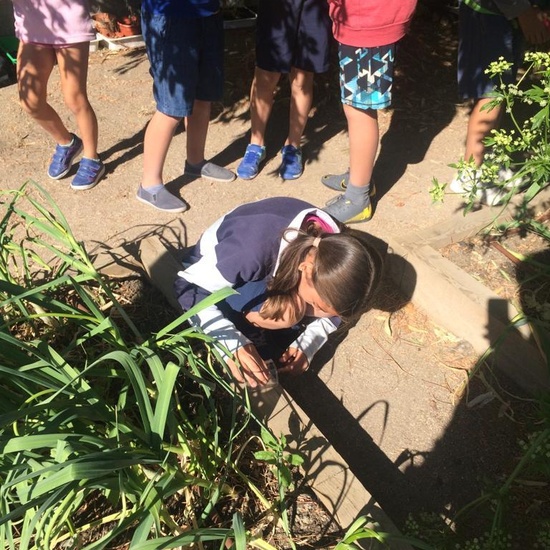 2019_06_11_4º observa insectos en el huerto_CEIP FDLR_Las Rozas 9
