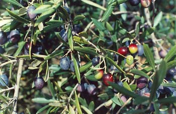 Olivo - Fruto (Olea europaea)