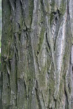 Pan y quesillos - Tronco (Robinia pseudoacacia)