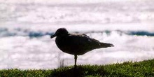 Gaviota sobre hierba en cabo Reiga, Nueva Zelanda