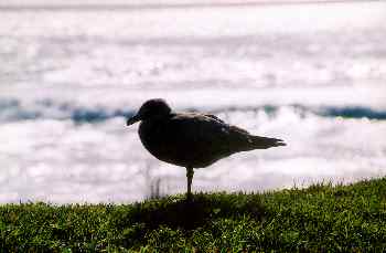 Gaviota sobre hierba en cabo Reiga, Nueva Zelanda