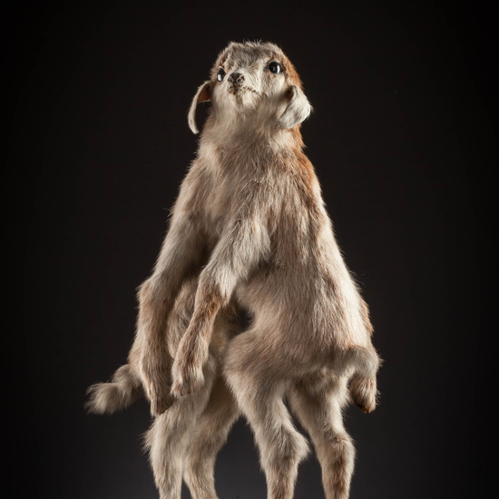 IES_SANISIDRO_MUSEO_Zoolgía_090