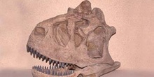 Carnotaurus (Reptil) Cretácico