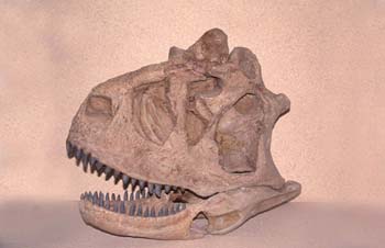 Carnotaurus (Reptil) Cretácico