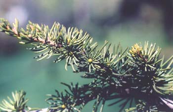 Cedro del Atlas - Hojas (Cedrus atlantica)