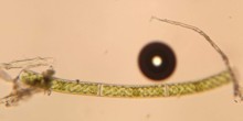 Spirogyra