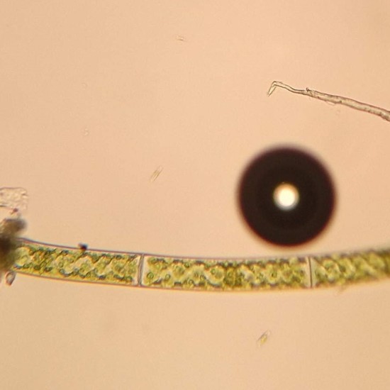 Spirogyra