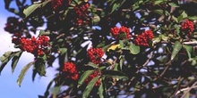 Saúco rojo - Fruto (Sambucus racemosa)