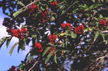 Saúco rojo - Fruto (Sambucus racemosa)