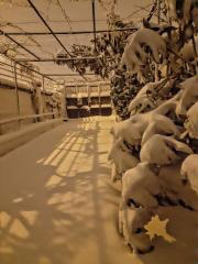 Fotografías Filomena 14