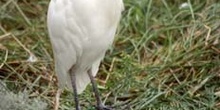 Garcilla bueyera (Bubulcus ibis)