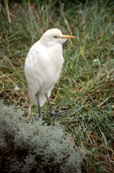 Garcilla bueyera (Bubulcus ibis)