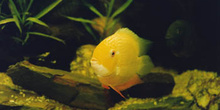 Ciclido sudamericano (Heros severum)