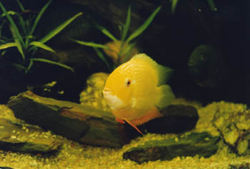 Ciclido sudamericano (Heros severum)