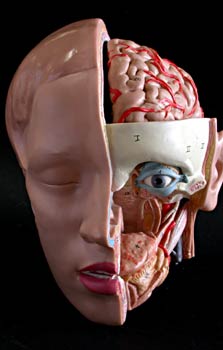 Sección de la cabeza frontal