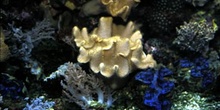 Coral y Tridacna (Alcionario y Tridacna sp.)