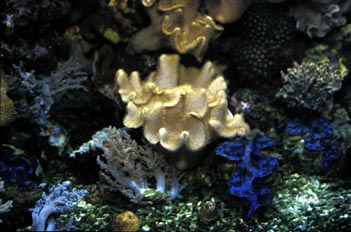 Coral y Tridacna (Alcionario y Tridacna sp.)