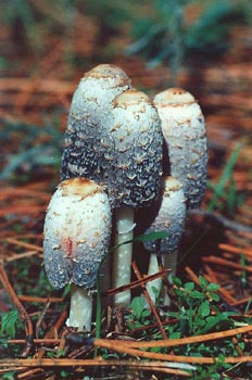 Seta barbuda (Coprinus comatus)