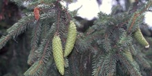 Falso Abeto / Picea - Piñas (Picea sp.)