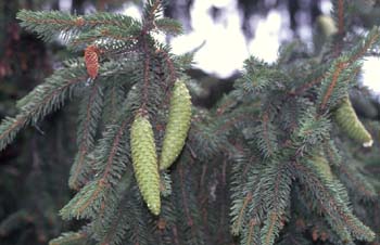 Falso Abeto / Picea - Piñas (Picea sp.)