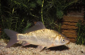 Pez rojo (Carassius auratus)