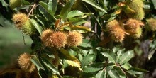 Castaño - Fruto (Castanea sativa)