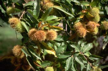 Castaño - Fruto (Castanea sativa)