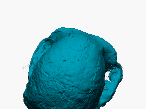 Cráneo de australopitecus