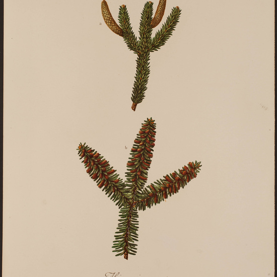 IES_CARDENALCISNEROS_HERBARIO_046