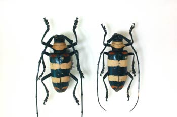 Nemophas tricolor (Indonesia)