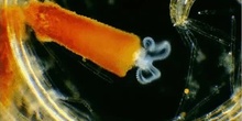 Floscularia ringens (Linnaeus, 1758)