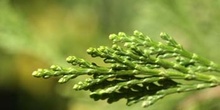Cedro blanco de California - Hojas (Calocedrus decurrens)