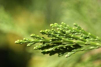Cedro blanco de California - Hojas (Calocedrus decurrens)