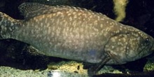 Mero (Epinephelus sp.)