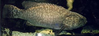 Mero (Epinephelus sp.)