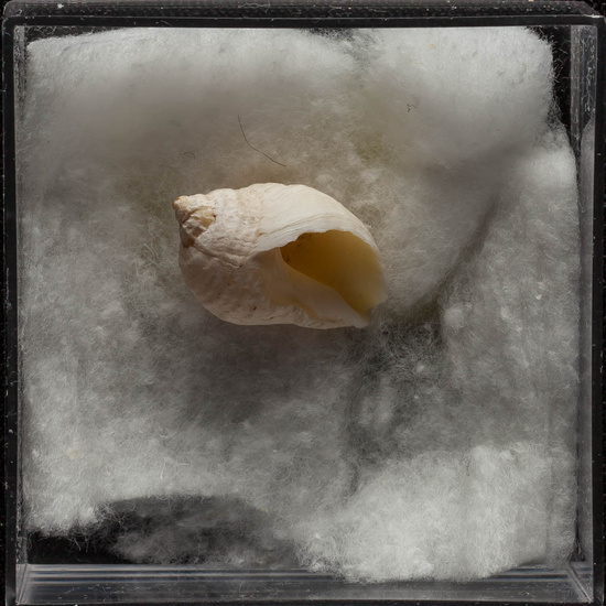 IES_ISABELLACATOLICA_BIOLOGIA_312