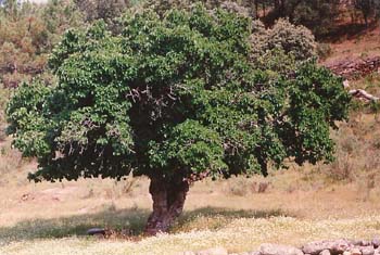 Morera - Porte (Morus alba)