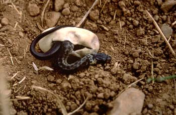 Culebra de Esculapio (Elaphe longissima)