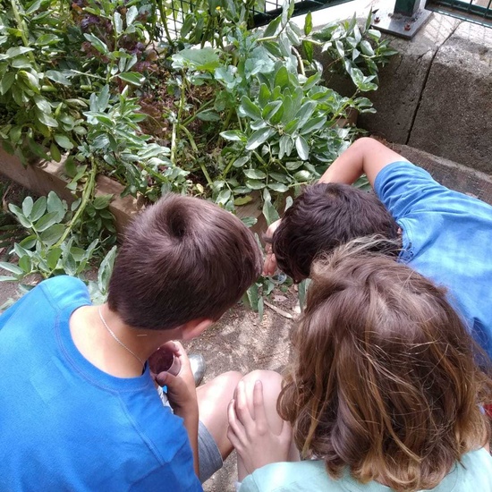 2019_06_07_Los alumnos de Quinto observan los insectos del huerto_CEIP FDLR_Las Rozas 23
