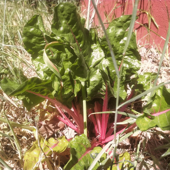 ANIMACIÓN HUERTO 2023