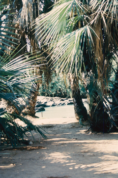 Camino entre palmeras, Namibia