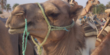 Camello, Douz, Túnez