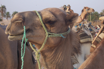 Camello, Douz, Túnez