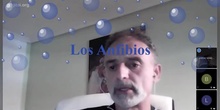 Los Anfibios